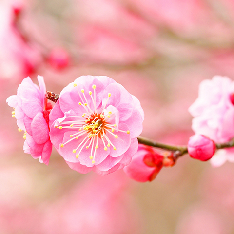 紅梅色（こうばいいろ）とは？～日本の伝統色 Japanese Traditional Colors～