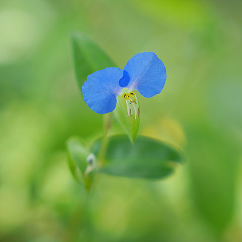 露草 露草（つゆくさ）｜暮らしのまつり・遊び｜暮らし歳時記