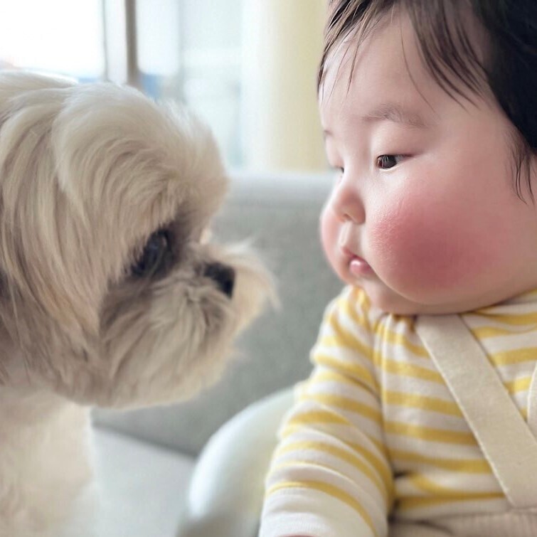 世紀の名勝負】シーズーと赤ちゃんの「ほっぺぷっくり選手権」がスゴかった！