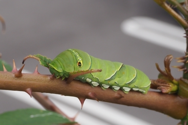 アゲハチョウって幼虫から育てられる?専門家が教えるアゲハチョウの育て方