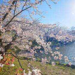 【佐賀県小城市】三千本の桜が咲き誇る歴史ある公園の魅力、人気のふるさと納税返礼品とは? 